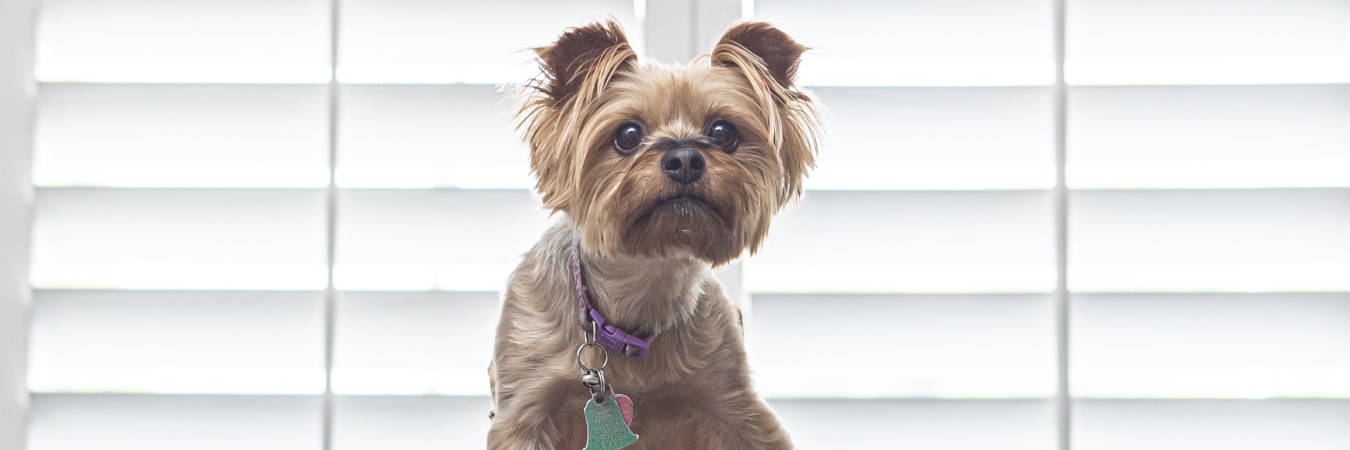 Dog in front of plantation shutters in Honolulu